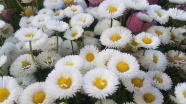 白色洋甘菊花朵图片