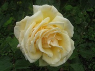 淡黄色玫瑰花朵图片
