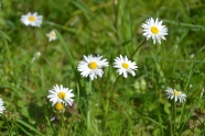 白色野雏菊花朵图片