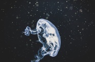 海洋透明水母图片