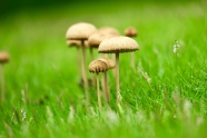 青草地蘑菇摄影图片