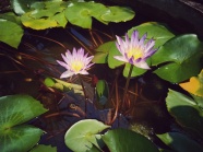 莲花池睡莲花图片