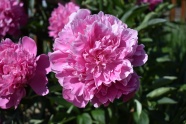 粉色牡丹花朵盛开图片