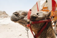 沙漠中骆驼头部特写图片