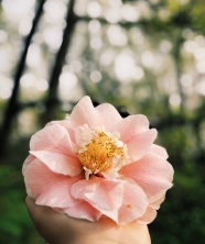 一朵粉色山茶花图片