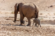 野生大象母子图片
