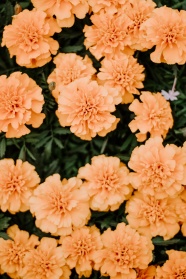 橙色花草植物图片