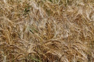 农田小麦成熟图片