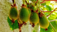绿色猕猴桃水果图片