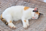 白色小猫睡觉图片
