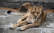 母狮子睡觉图片