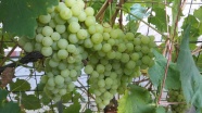 葡萄园成熟绿色葡萄图片