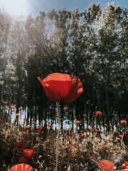 阳光下的罂粟花图片欣赏