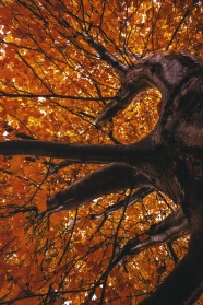 大银杏树俯拍图片