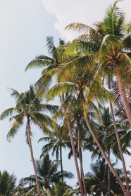 高大椰子树图片
