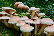 森林草地菌菇图片