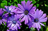 紫色野菊花花朵图片