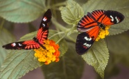 两只美丽蝴蝶图片
