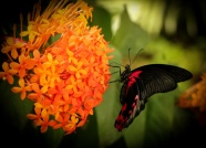 鲜花上的黑蝴蝶图片