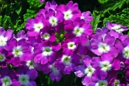 紫色报春花花朵图片