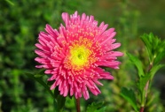 翠菊花朵摄影图片