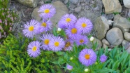 野生紫色小雏菊图片