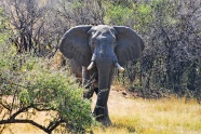 非洲丛林大象图片