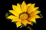杂色菊黄色花瓣图片