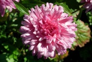 大朵粉色翠菊图片