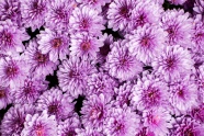 花团锦簇的粉色菊花图片