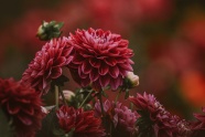 唯美红色菊花图片