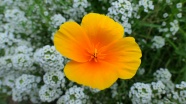 橙黄色花朵图片