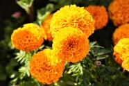 橙色金盏菊花朵灿烂图片