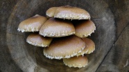 木头上的香菇图片