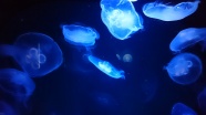 蓝色透明水母图片