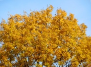 秋天树木黄树叶图片