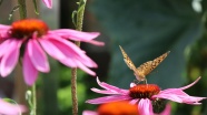 松果菊花朵摄影图片