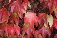 秋季红色叶子图片