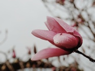 盛开的粉色木兰花图片