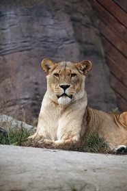 野生母狮子图片