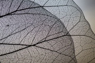透明树叶经脉图片