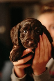 可爱黑色拉布拉多幼犬图片