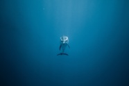 蓝色大海可爱海豚图片