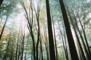 唯美树林风景图片