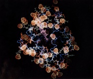 电子显微镜下细胞图片