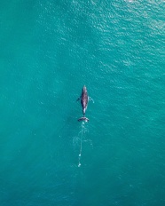 蓝色大海小海豚图片