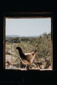 鸡跳上窗户图片