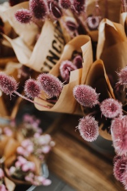 红色起绒草花束图片