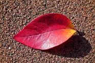 秋天落叶红色树叶图片