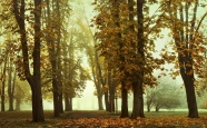 秋季树林景色图片欣赏